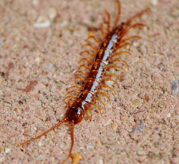 Stone centipede - Only Bugs Transparent Wings