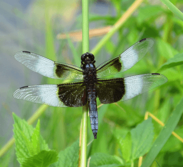 Widow Skimmer - Only Bugs Mite on Leaf