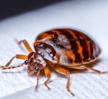 Orange bug on leaf