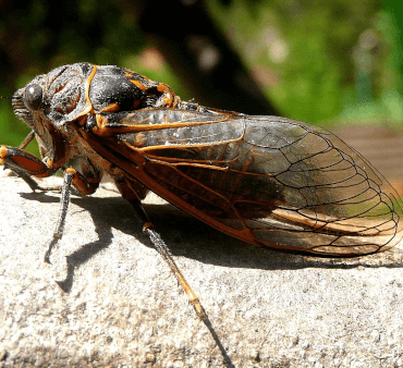 cicada-115913_1280 - Only Bugs Mite on Leaf