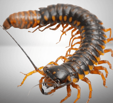 closeup-shot-giant-centipede-with-detailed-segments-legs-against-white-background-removebg-preview - Only Bugs Praying Mantis on wood