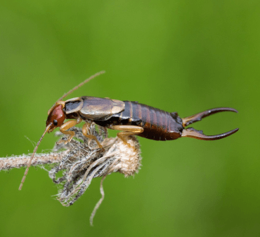 earwig-5327834_1280 - Only Bugs Open Wings ladybug