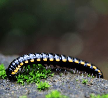 Black Beetle on ground