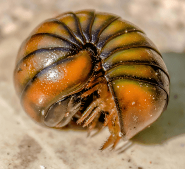 pill millipede - Only Bugs Melon yellow aphids
