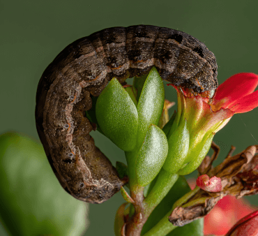 Pirate bug on plant