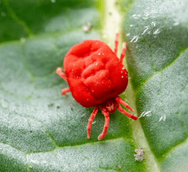 Melon yellow aphids