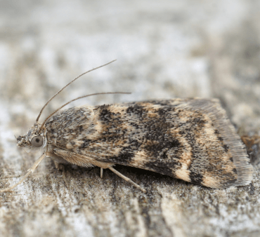 Codling Moth - Only Bugs Transparent Wings