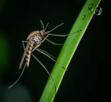 Transparent Wings