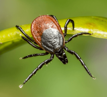 Orange bug on leaf