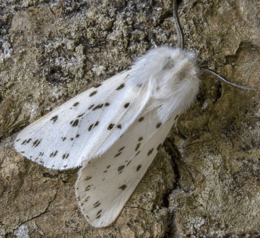 Gypsy Moth - Only Bugs Orange bug on leaf