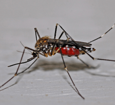 Pirate bug on plant