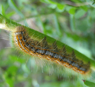 Tent Caterpillar - Only Bugs Mite on Leaf