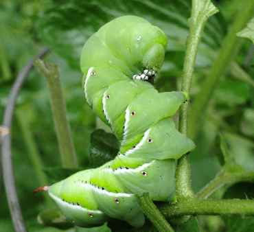 Tomato Hornworm - Only Bugs Melon yellow aphids