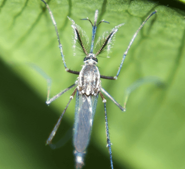 Mite on Leaf